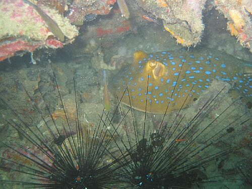 Bluesp-Fantail-Stingray.jpg