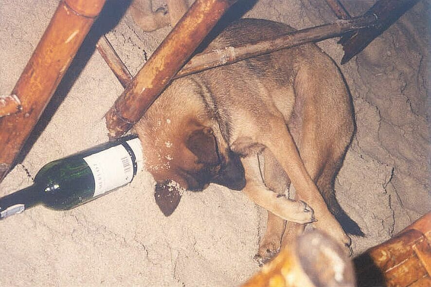 drunkdog.jpg